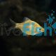 Golden Tiger Barb