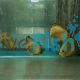 B - Grade Lemon Yellow Discus