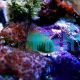 Green Coral Goby