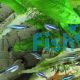 Green Neon Tetra