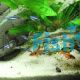 Green Neon Tetra 