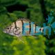 Barred Grunter
