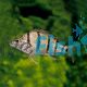 Barred Grunter