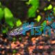 Guentheri Swordtail - Xiphophorus helleri guentheri 