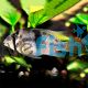 Bandit Cichlid