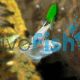 Golden Flame Tetra 
