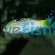 Checkerboard Wrasse