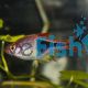 Harlequin Rasbora