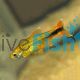 Blushing Silver Tip Tetra