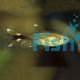 Silvertip Tetra 