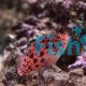 Hawkfish Threadfin 