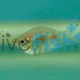 Balloon Pink Kissing Gourami Short Body