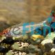 Platinum Rummynose Tetra - Hemigrammus bleheri