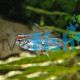 Glolite Tetra