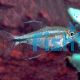 Phoenix Tetra 