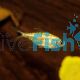 Gold Tetra 2cm