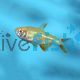 Gold Buenos Aires Tetra 4cm 