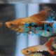 Hi-Fin Platy 4cm