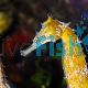 Zebra Snouted Seahorse 
