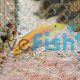 Hogfish Two Spot Yellow Candy - Bodianus bimaculatus 