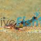 Lizard Fish