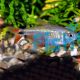Buenos Aires Tetra