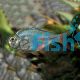 Red Blue Columbian Tetra