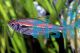 Amapa Tetra 3cm
