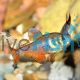 Flame Tetra 