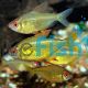 Lemon Tetra