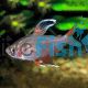 Hyphessobrycon Robertsi Tetra