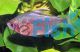Socolof's Bleeding Heart Tetra 3cm