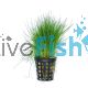 Hairgrass - Dwarf Pot