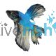Male Betta Halfmoon 5cm (Below Standard)