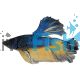 Male Select Betta Halfmoon Rosetail