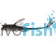 Whiptail Catfish 5cm
