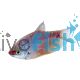Platinum Gourami 7cm