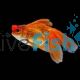 Goldfish Pom Pom 7cm