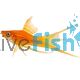 Assorted Lyretail Swordtail
