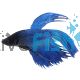 Male Siamese Betta Ocean Green