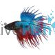Male Siamese Betta Crowntail