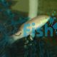 Wrasse Nebulosus