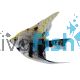 Gold Marble Angel Fish