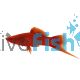 Red Eye Swordtail 