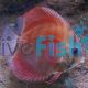 Solid Red Cover Discus 5cm