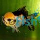 Tri-Colour Oranda 7cm