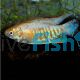 Indian Banded Gourami 