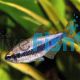 Blue Emperor Tetra