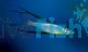 Threadfin Rainbow - Gulbuwangay River Nt 3cm