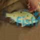 12x Jade Perch 4cm
